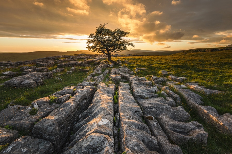 Winskill Stones lone tree in the Yorkshire Dales at sunset