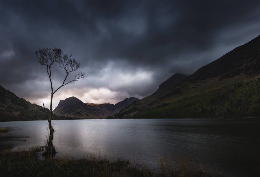 The lone Buttermere tree at sunrise on a moody morning