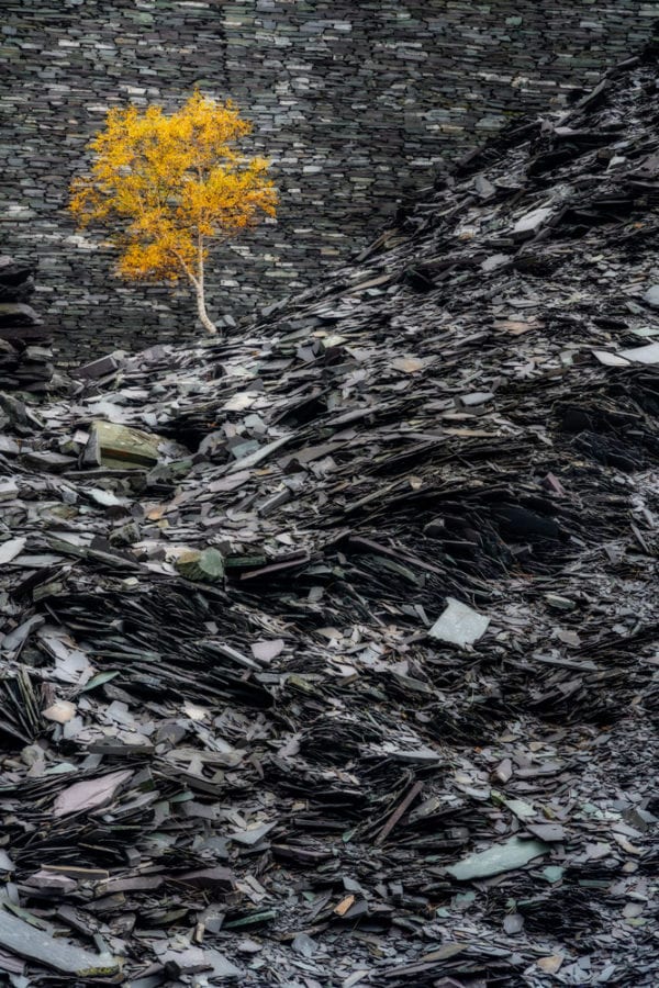 Lone tree in autumn at Dinorwic Slate Mine in Snowdonia
