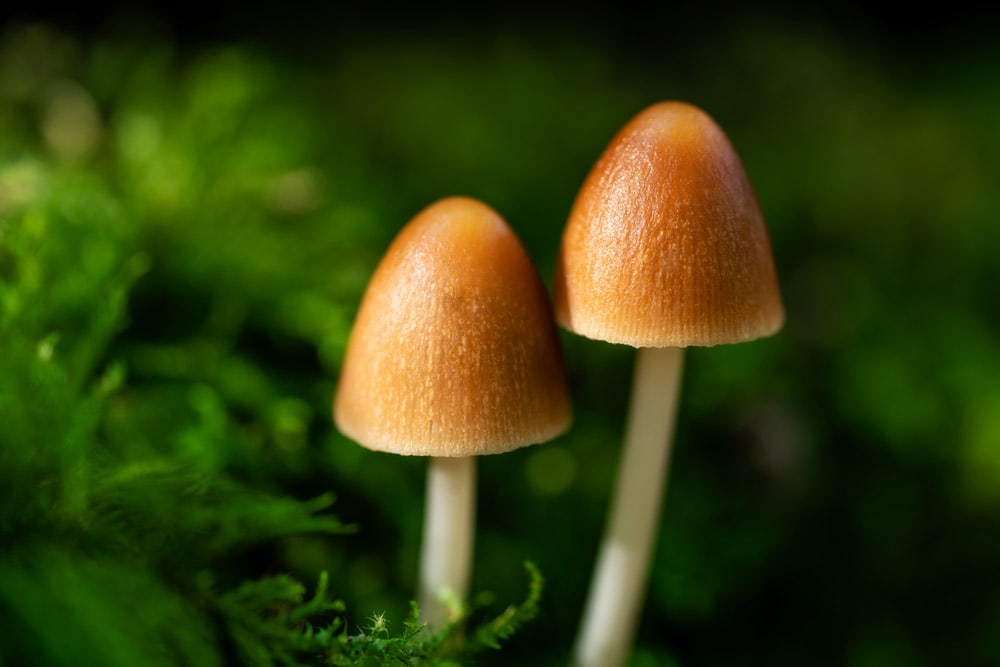 Macro photo of two mushrooms in autumn