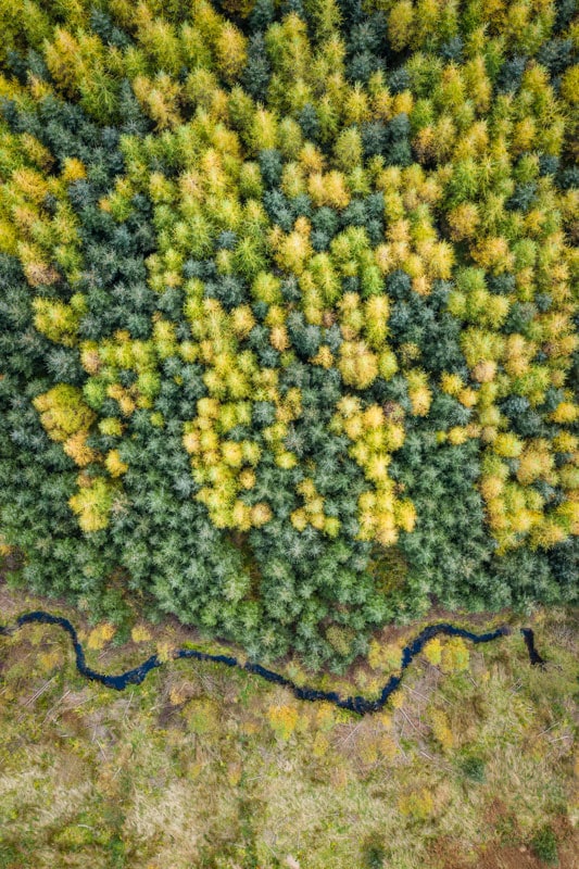 Whinnlatter Forest in the Lake District in autumn shot on a DJI Mavic 2 Pro drone
