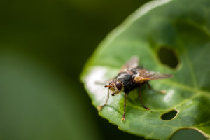 Macro photo of a fly
