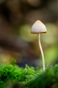 Macro image of a mushroom shot on a forest floor in autumn