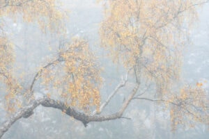 Lone silver birch tree at Holme Fen Nature Reserve in Cambridgeshire on a misty autumn morning