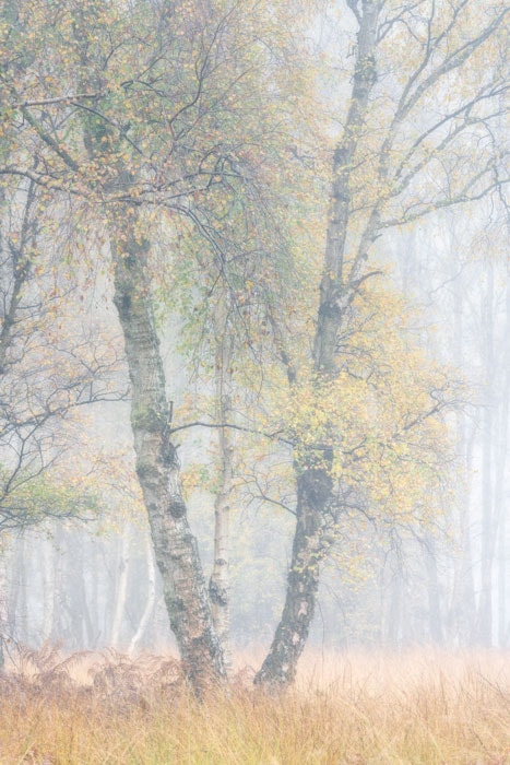 Silver birch trees at Holme Fen Nature Reserve in Cambridgeshire on a misty autumn morning