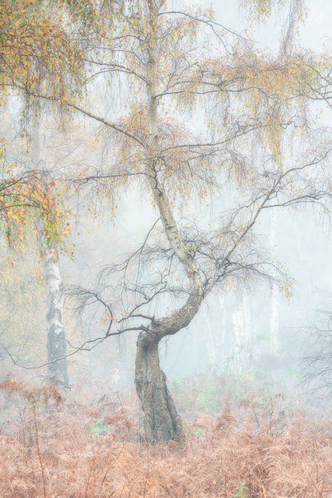 Lone silver birch tree at Holme Fen Nature Reserve in Cambridgeshire on a misty autumn morning